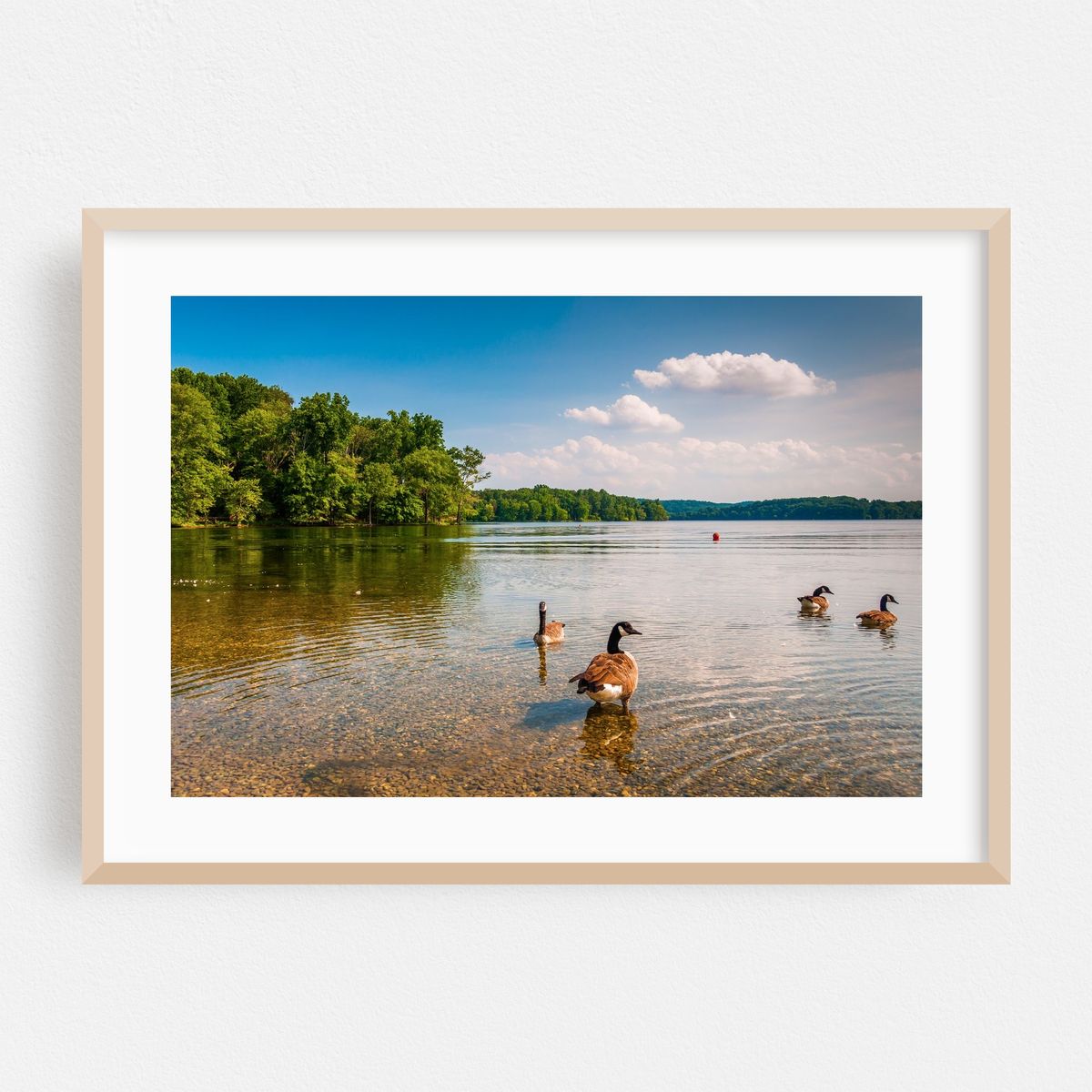 Geese in Loch Raven Reservoir – image 1 of 6