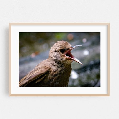 Bird Brain