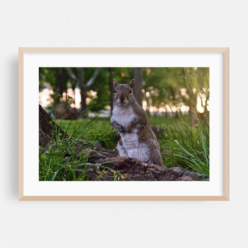 Squirrel in the Park 03