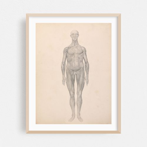 Human Figure, Anterior View, Skin and Underlying Fascial Layers Removed (1795 to 1806)
