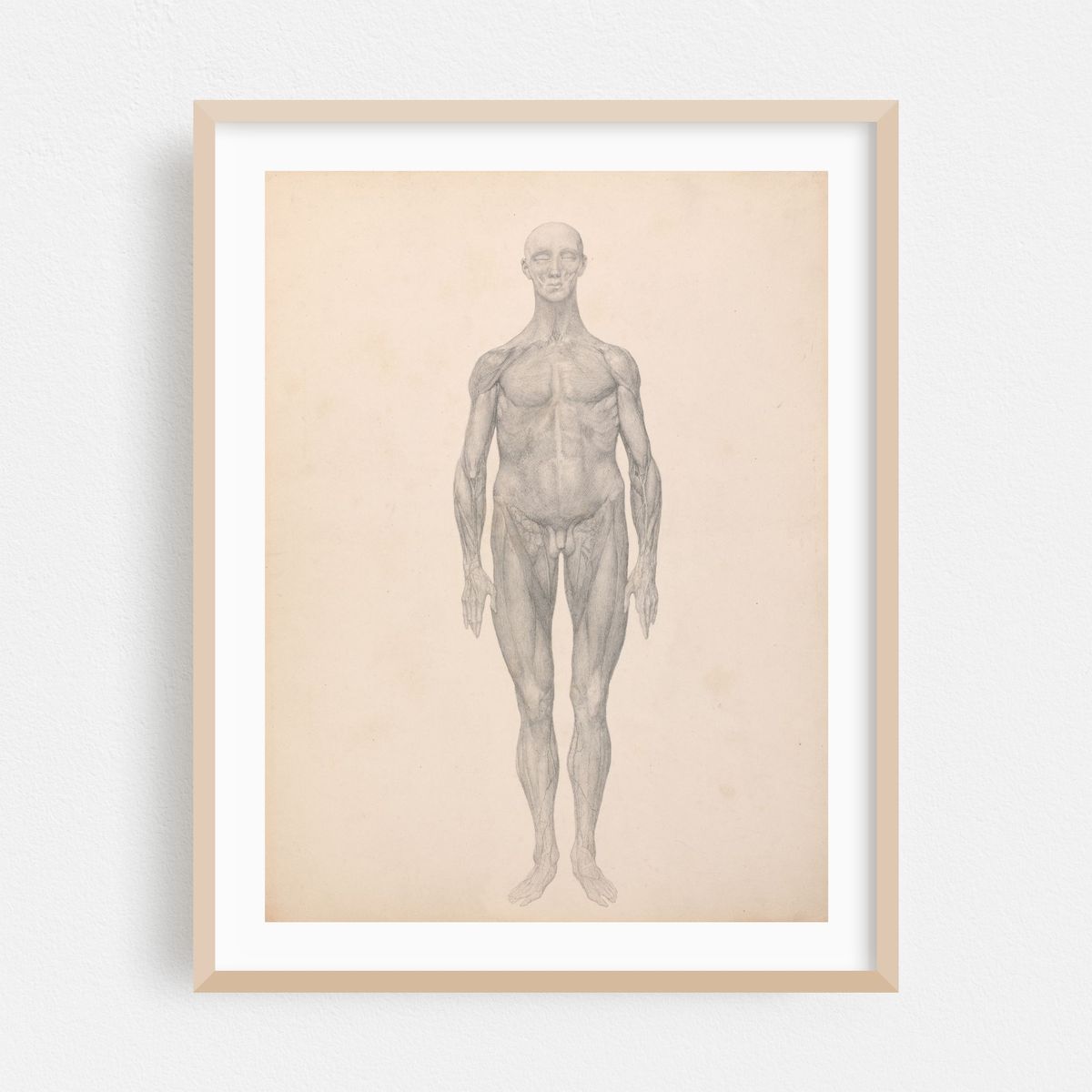 Human Figure, Anterior View, Skin and Underlying Fascial Layers Removed (1795 to 1806) – image 1 of 3