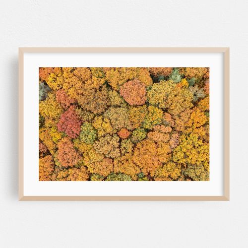Autumn forest from above 04