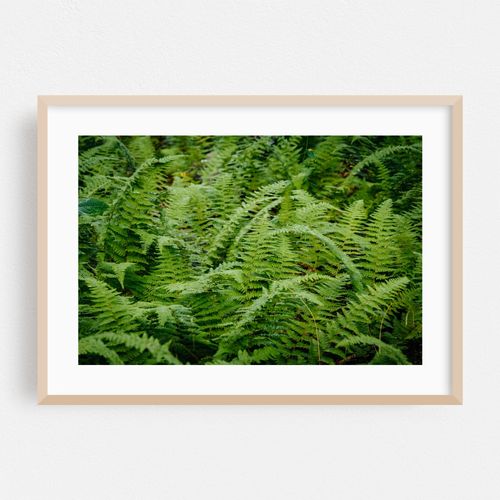 Wet Fern