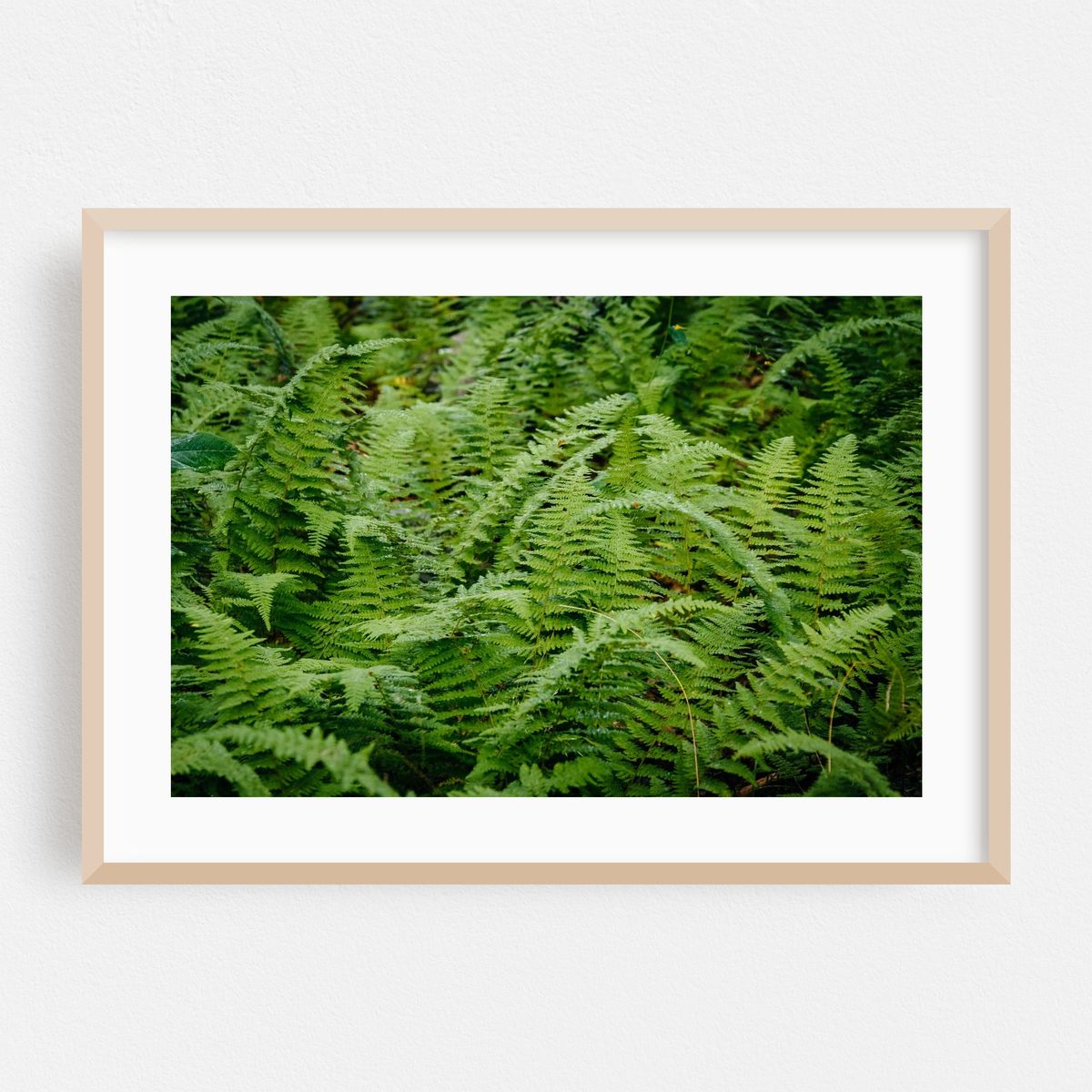 Wet Fern – image 1 of 6