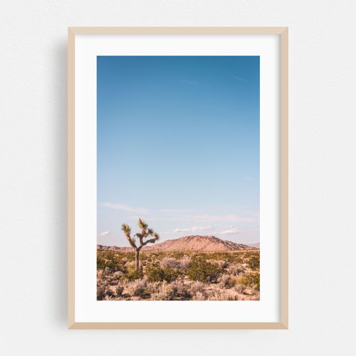 The Desert