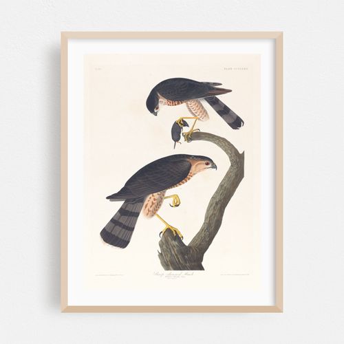 Sharp-skinned hawk (1827–1838)