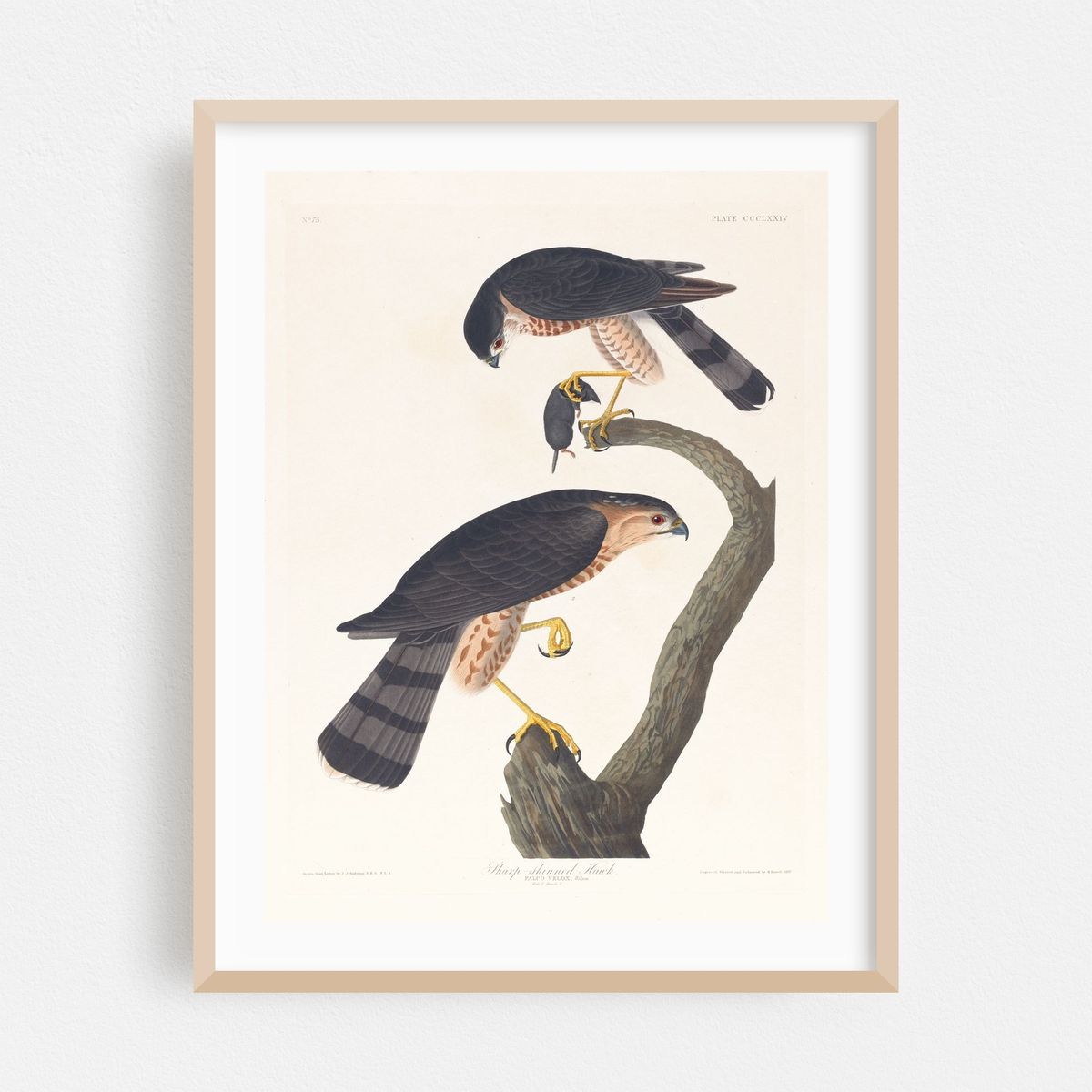 Sharp-skinned hawk (1827–1838) – image 1 of 3