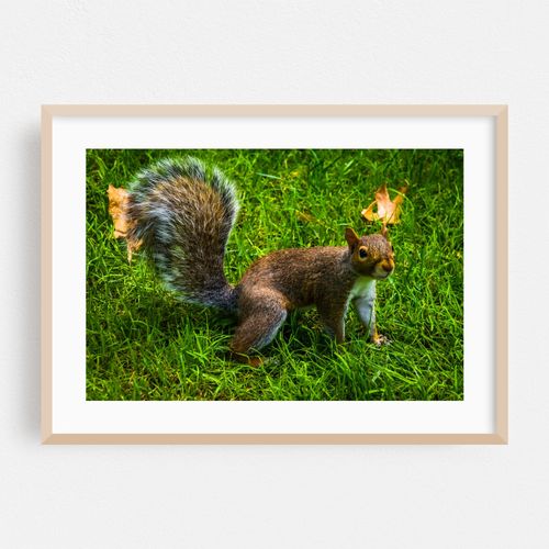 Public Garden Squirrel 02