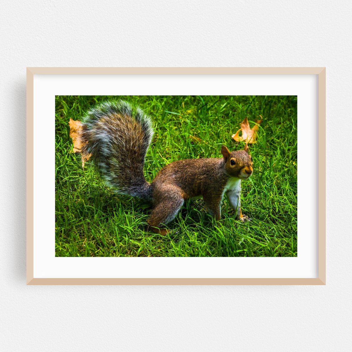 Public Garden Squirrel 02 – image 1 of 6