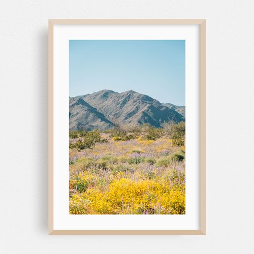 Superbloom, Joshua Tree