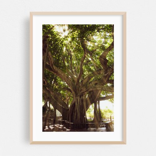 Banyan Tree With Glory Rays of Sun Light Landscape Photograph