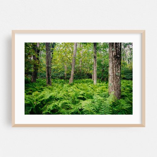 Shenandoah Ferns 01