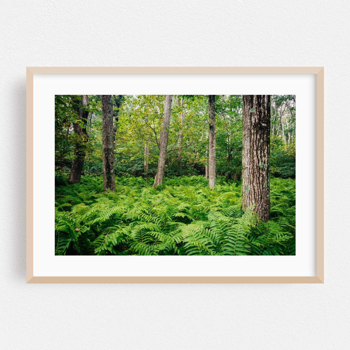 Shenandoah Ferns 01 – image 1 of 6