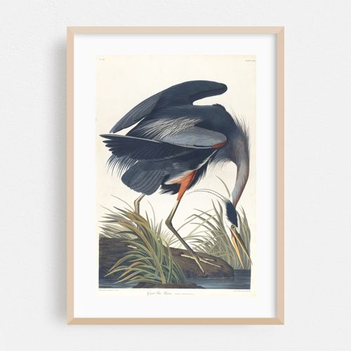 Great blue heron (1827–1838)