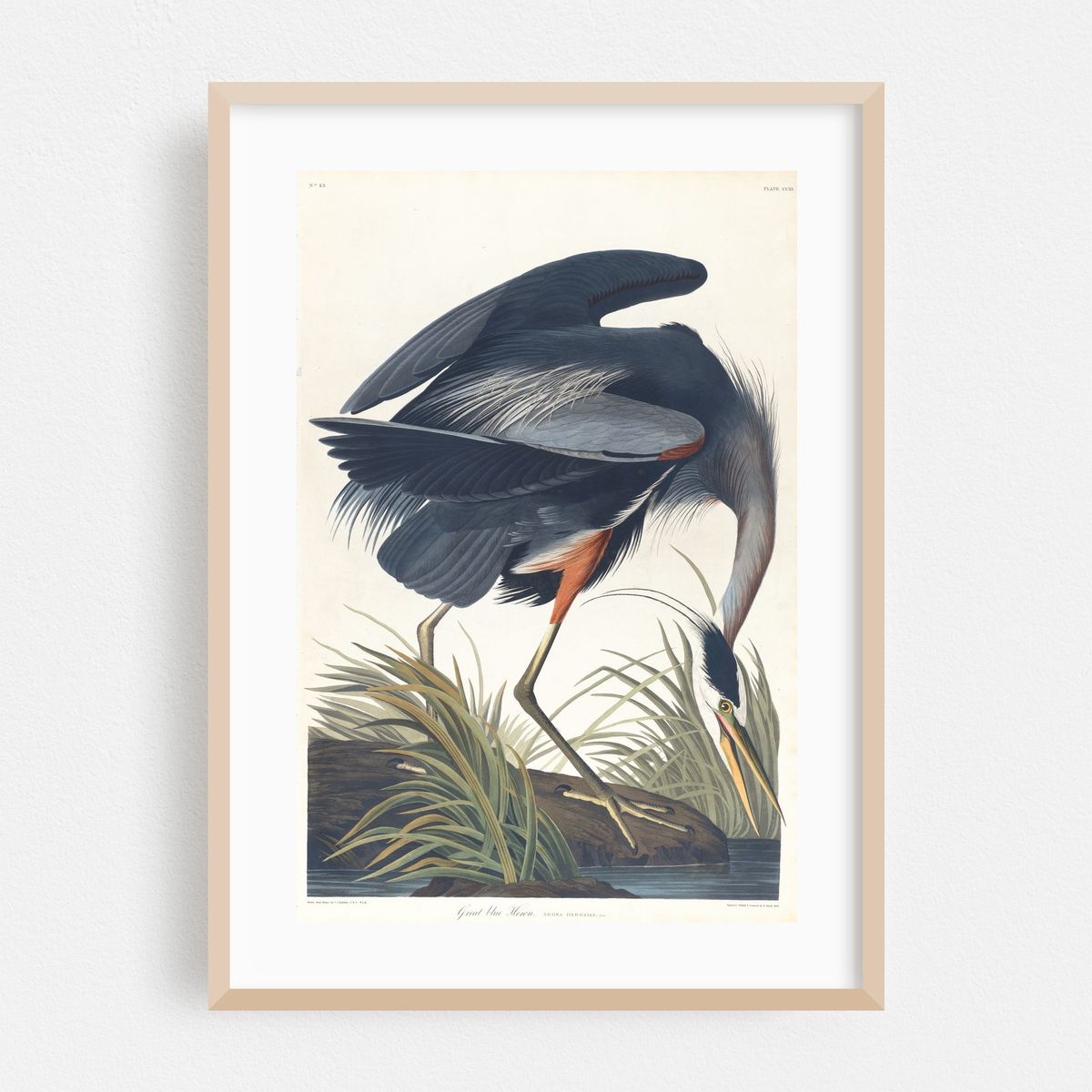 Great blue heron (1827–1838) – image 1 of 16