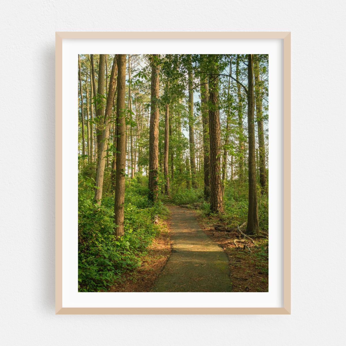 Marsh Edge Trail, Blackwater National Wildlife Refuge 01 – image 1 of 12