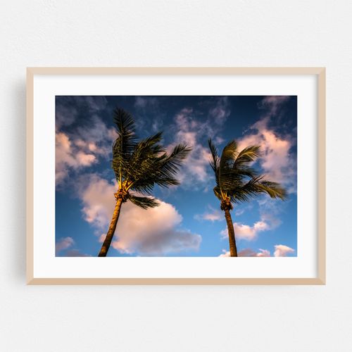 Naples Palms