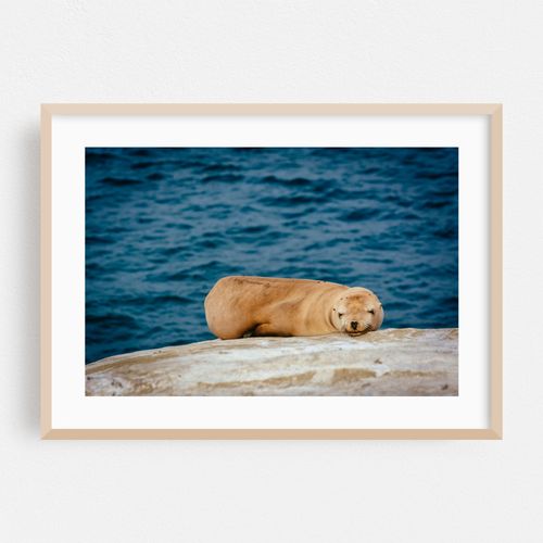 Sea Lions in La Jolla