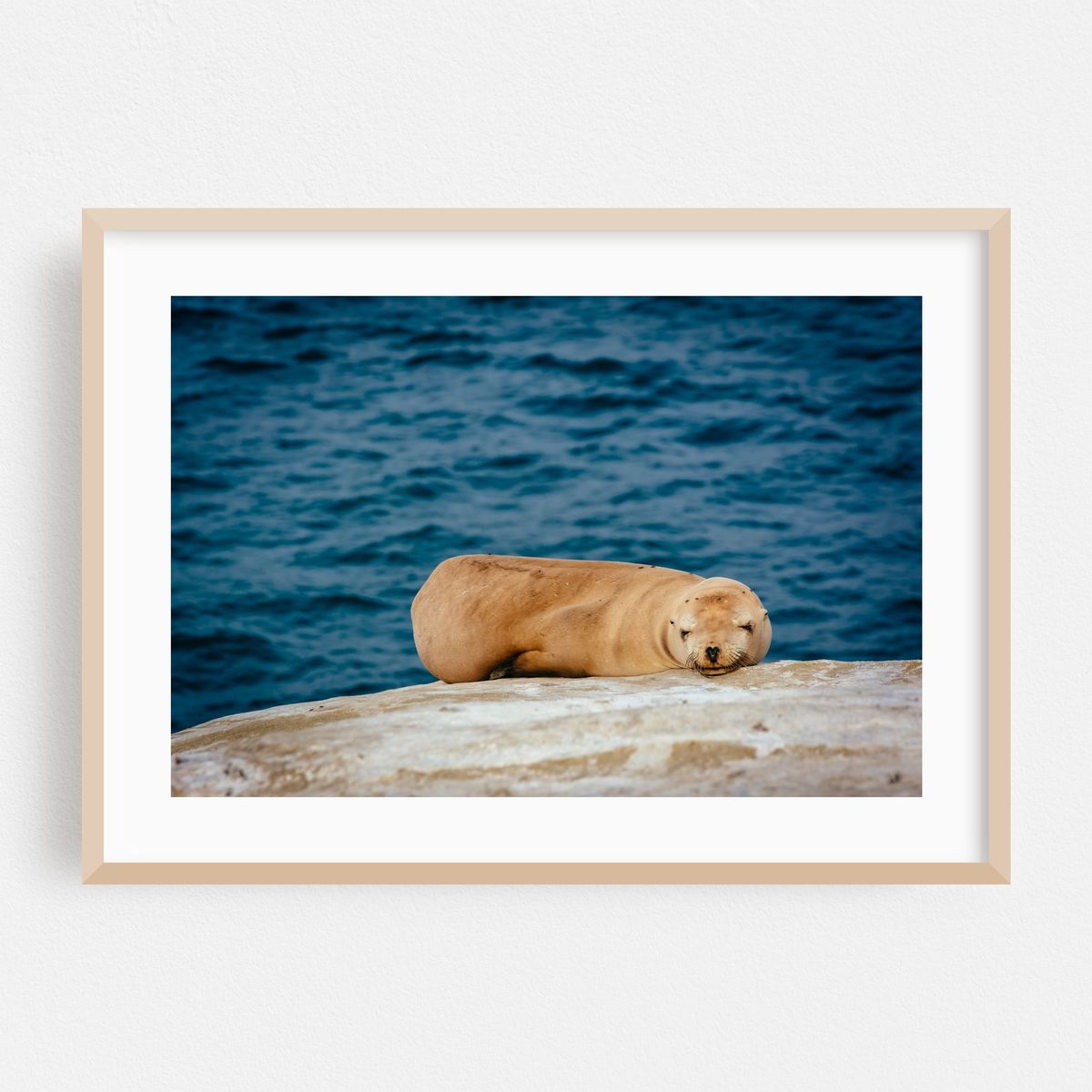 Sea Lions in La Jolla – image 1 of 6