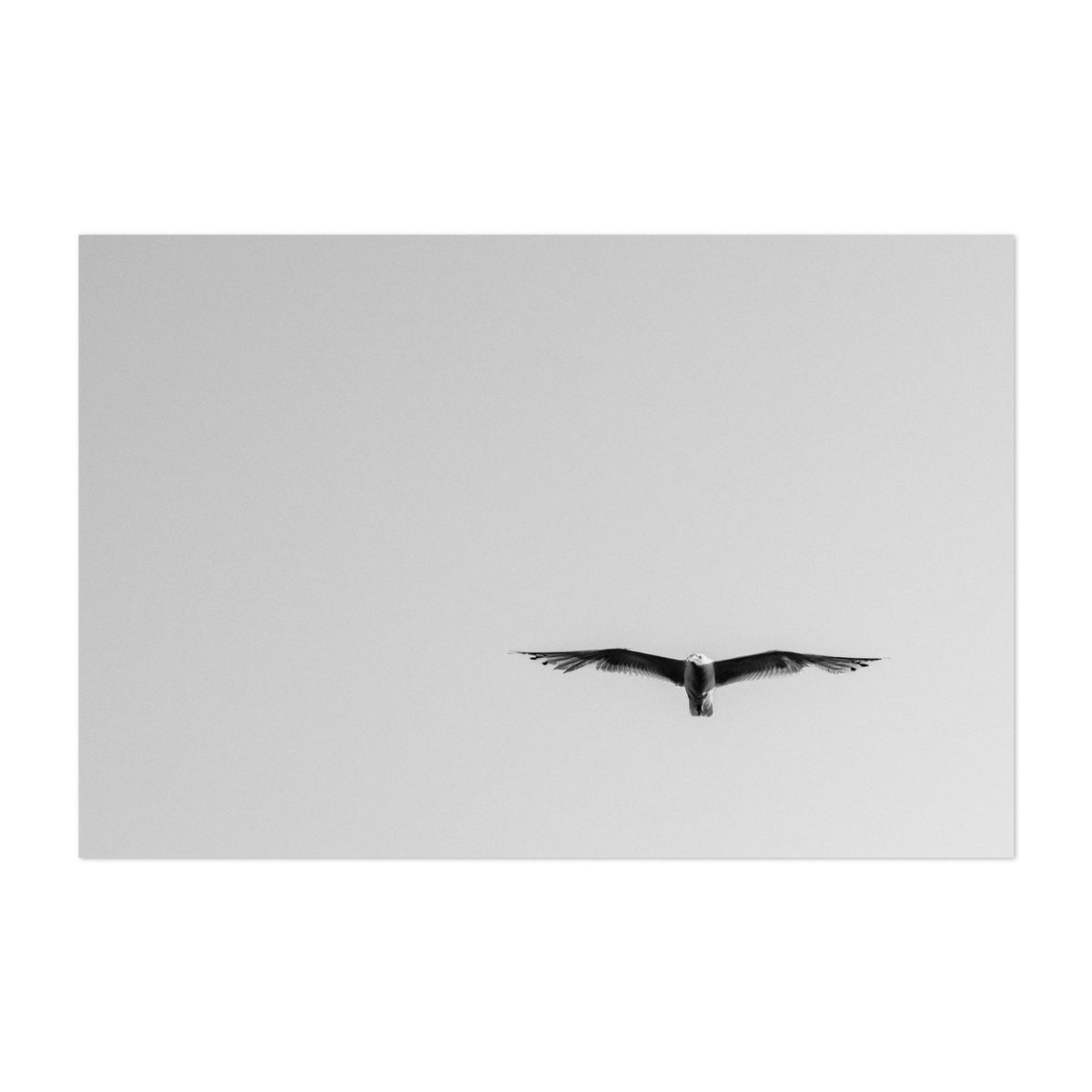 Seagull in Flight 02 – image 1 of 2