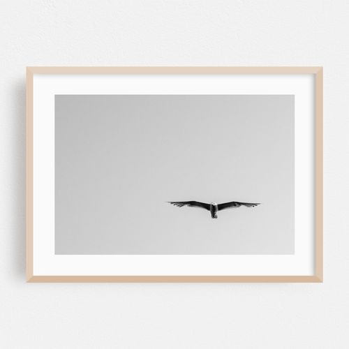 Seagull in Flight 02