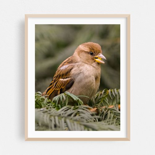 Hungry Sparrow