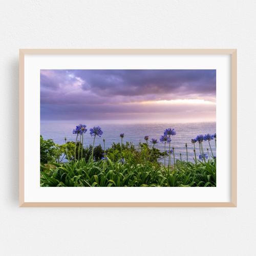 Madeira African Lilies in Sunrise