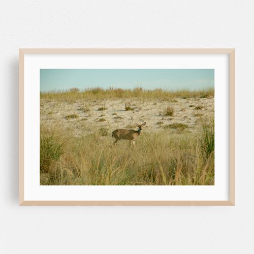 Deer on Fire Island 02