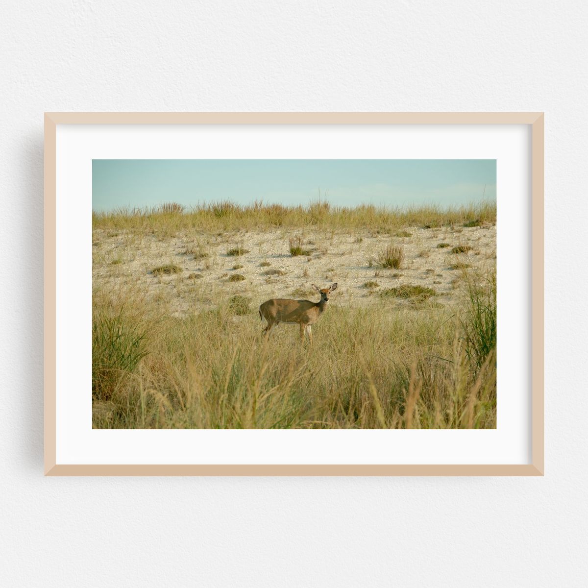 Deer on Fire Island 02 – image 1 of 9
