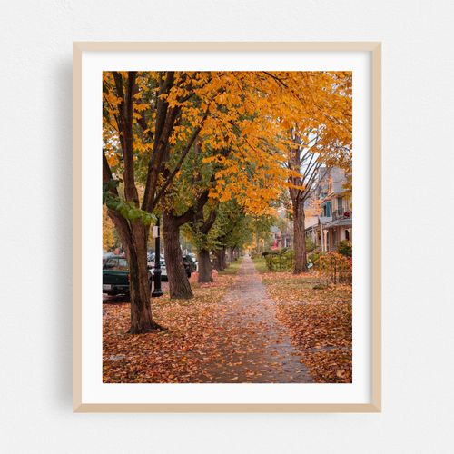Autumn Color on Richmond, Buffalo 02