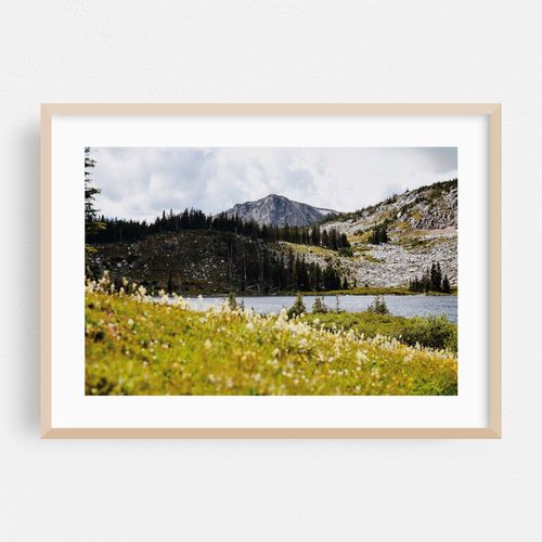 Snowy Range Wildflowers