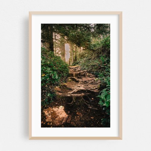 Twisted Root Trail on Cape Lookout