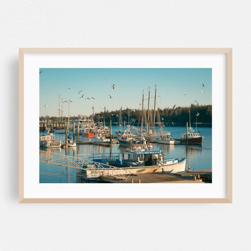 Seagulls in Southwest Harbor