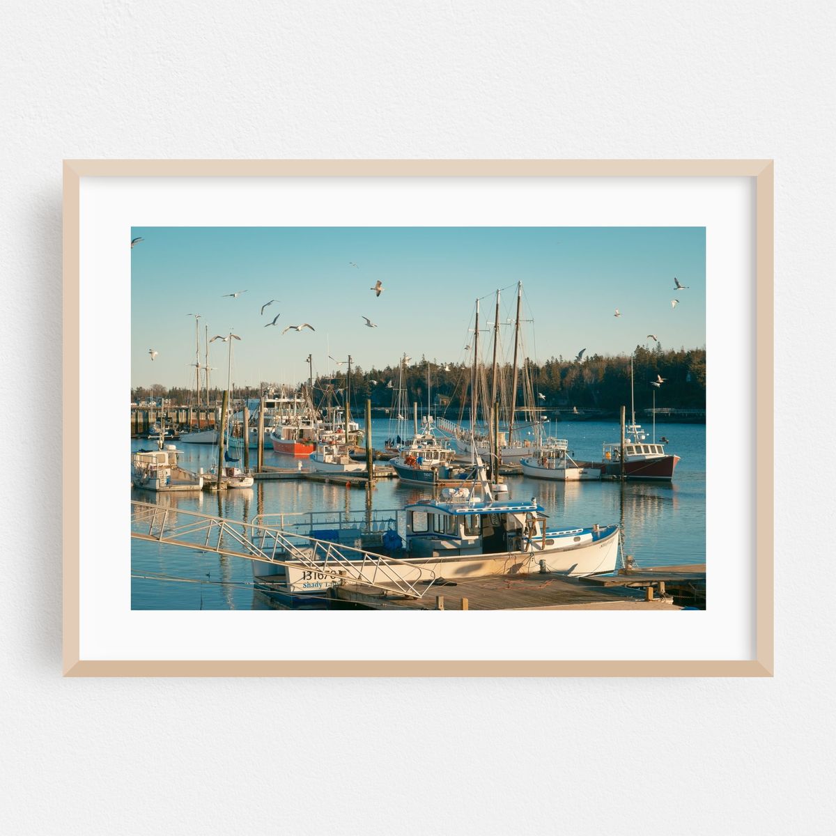 Seagulls in Southwest Harbor – image 1 of 6