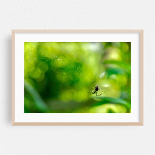 Spider and Web 01