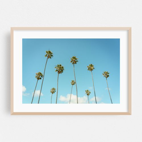 Palms in Laguna Beach