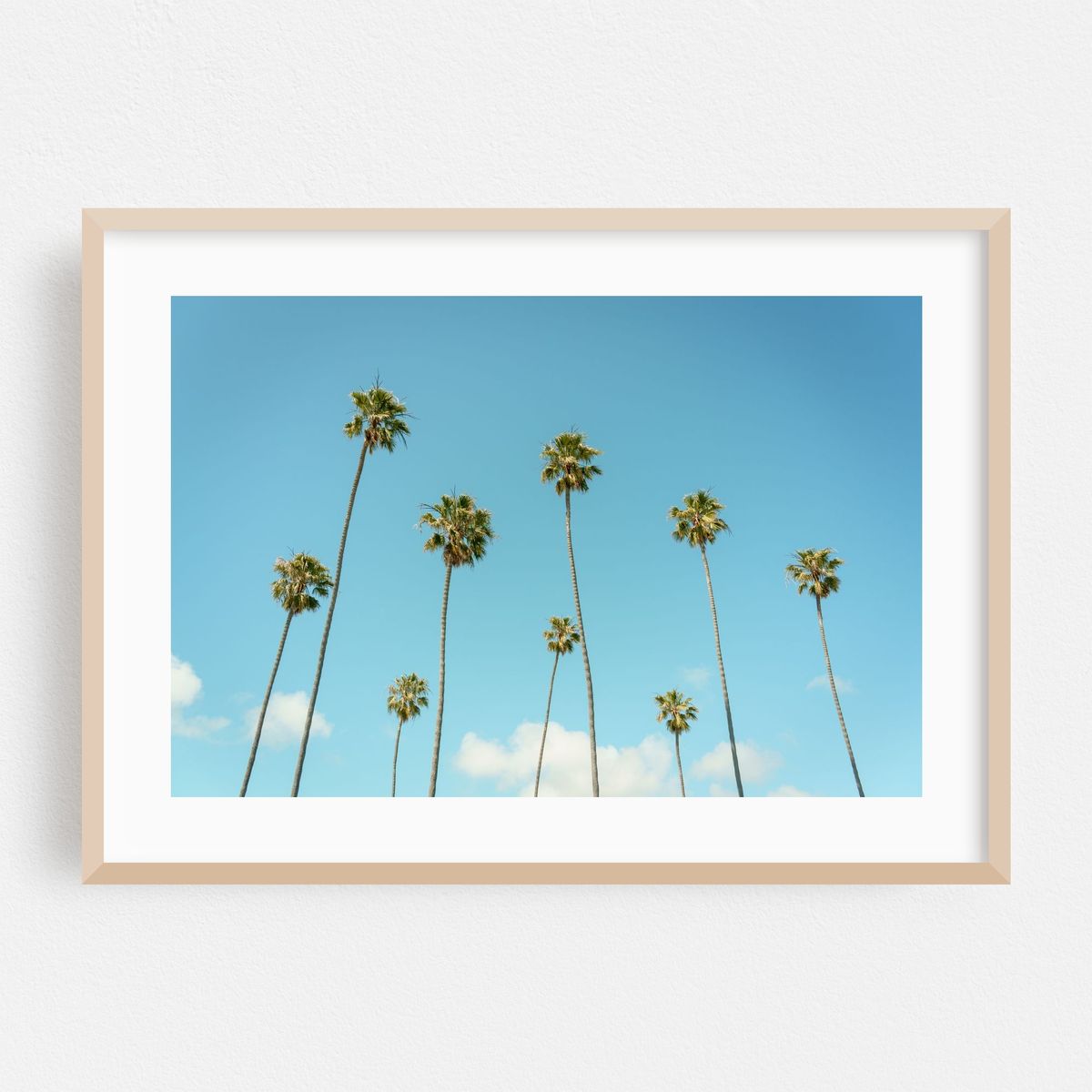 Palms in Laguna Beach – image 1 of 6