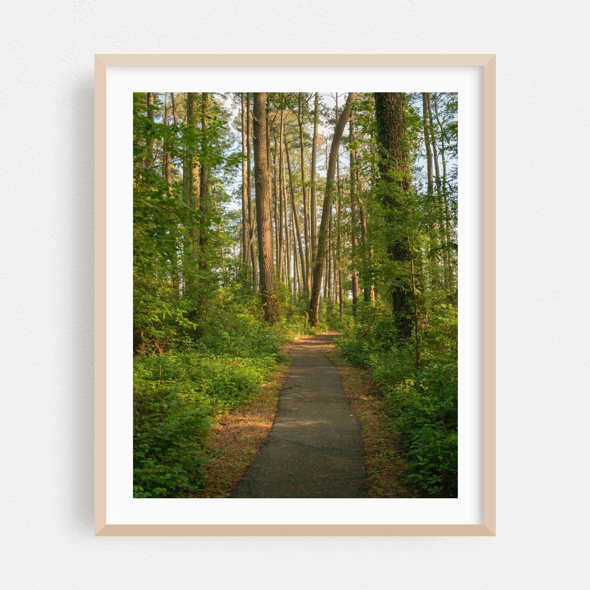 Marsh Edge Trail, Blackwater National Wildlife Refuge 02 – image 1 of 12