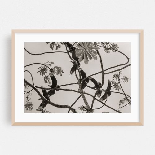 Birds, Black & White