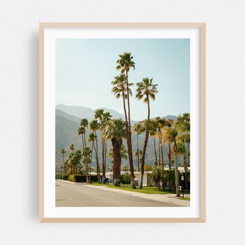 Palm Trees, Palm Springs 03