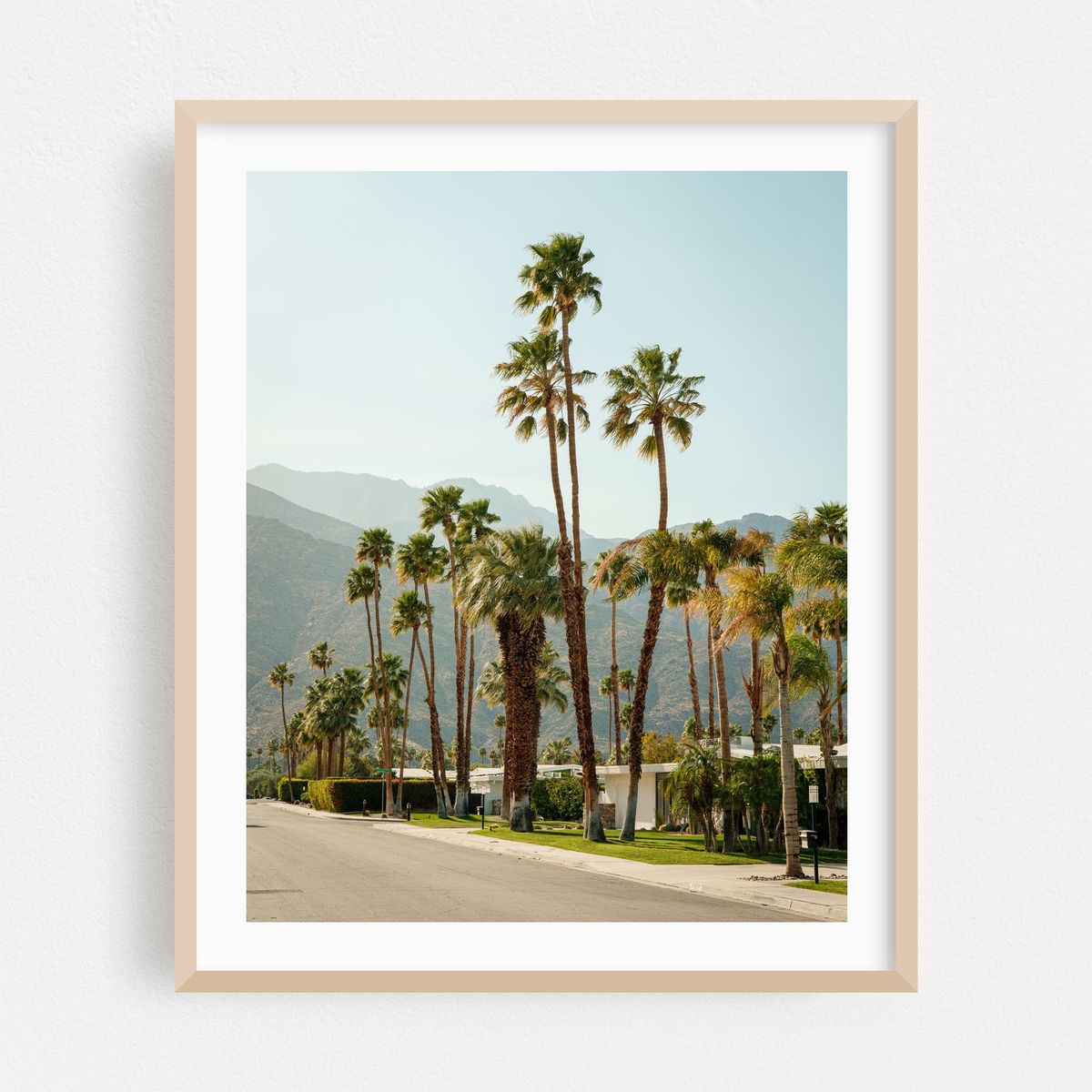 Palm Trees, Palm Springs 03 – image 1 of 12