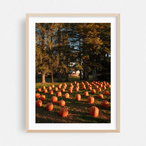 Pumpkins in Hadley