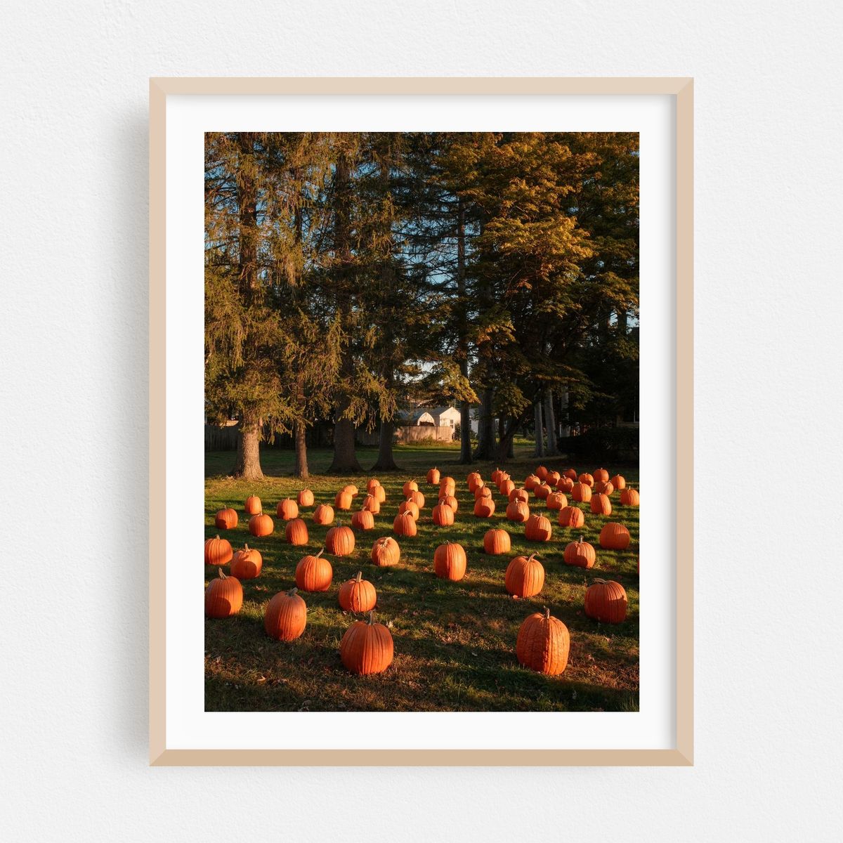 Pumpkins in Hadley – image 1 of 3