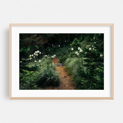 Bear Grass Trail