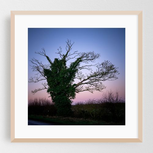 Trees of the Road