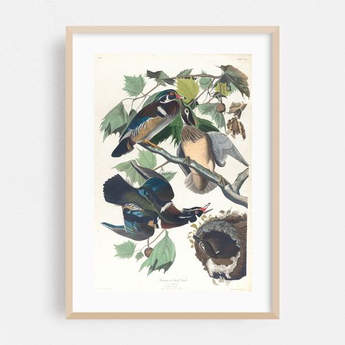 Summer or wood duck (1827–1838)