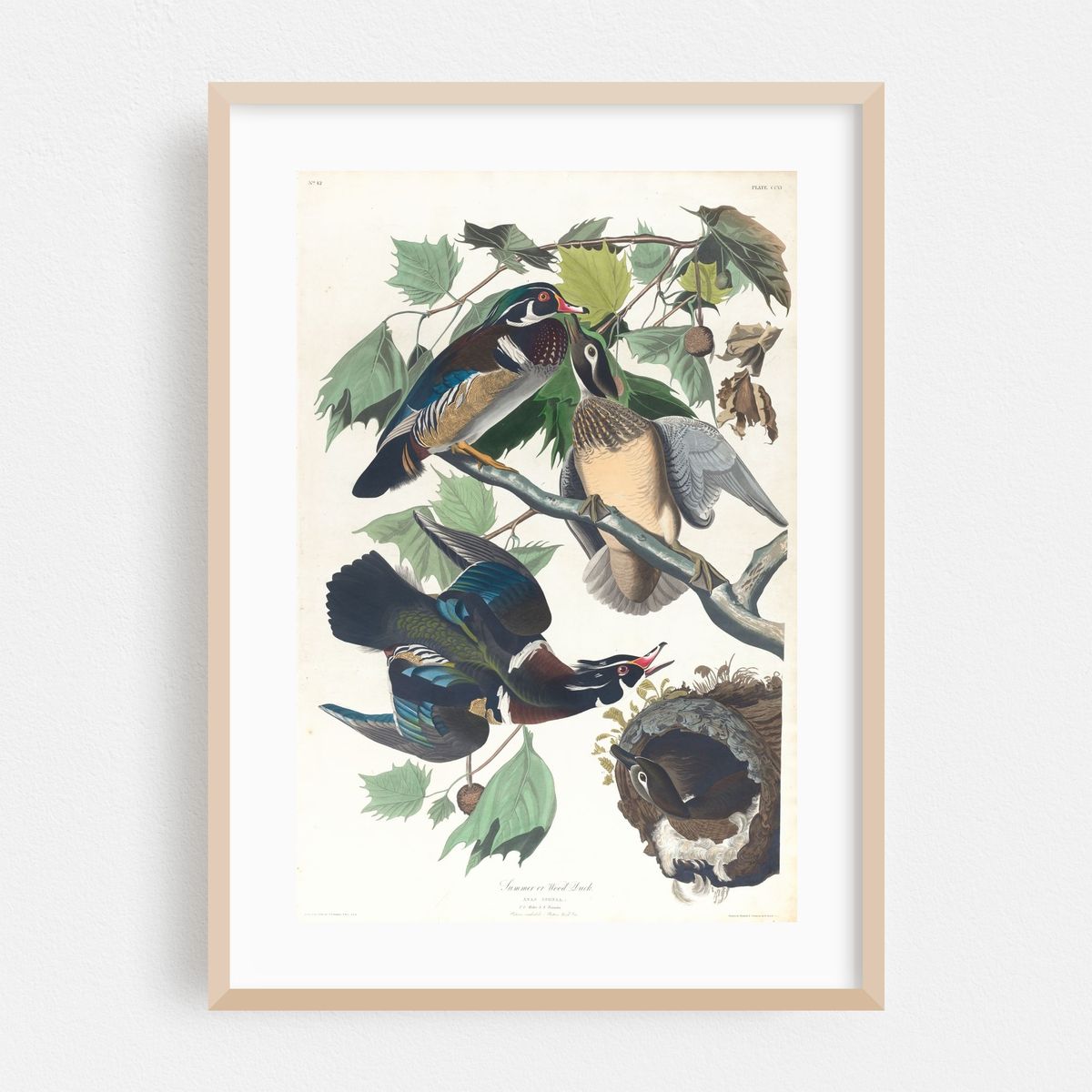 Summer or wood duck (1827–1838) – image 1 of 16