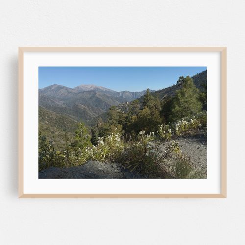 Flowers Off The Angeles Crest Highway