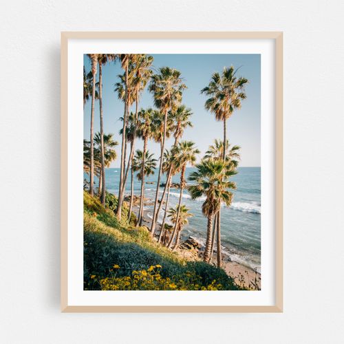 Palms at Heisler Park, Laguna Beach