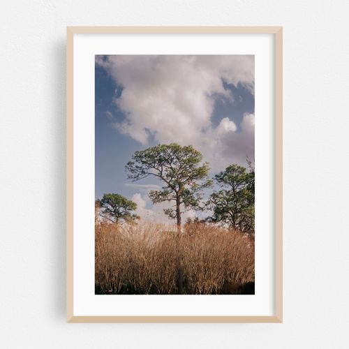 Longleaf Pine